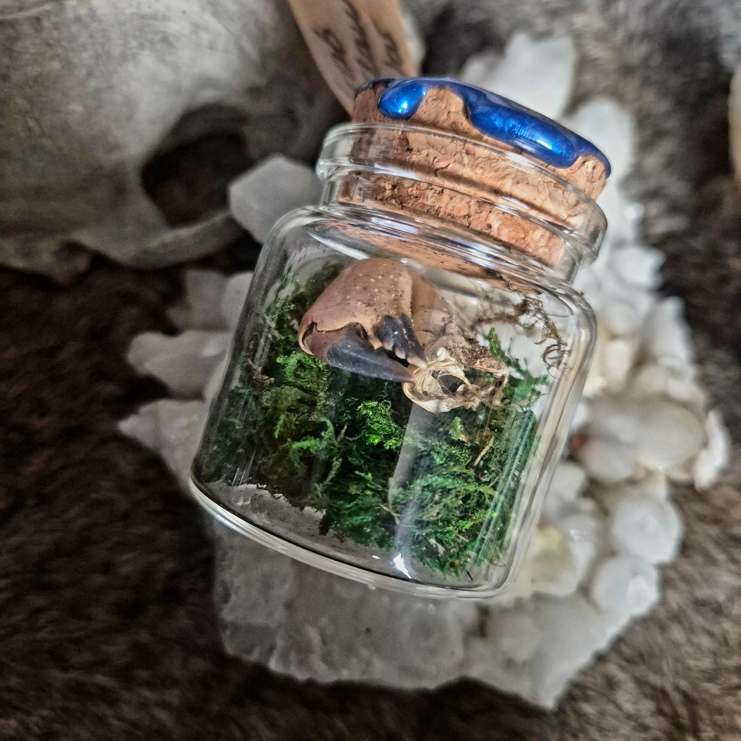 Crab Claw Jar