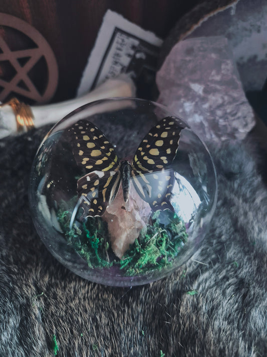 Butterfly Dome