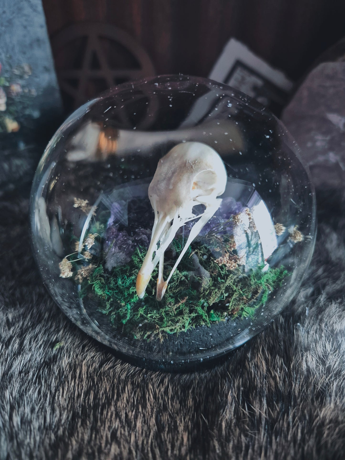 Pigeon Skull Dome