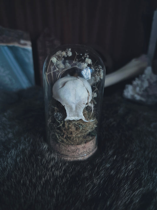 Partial Bird Skull Dome