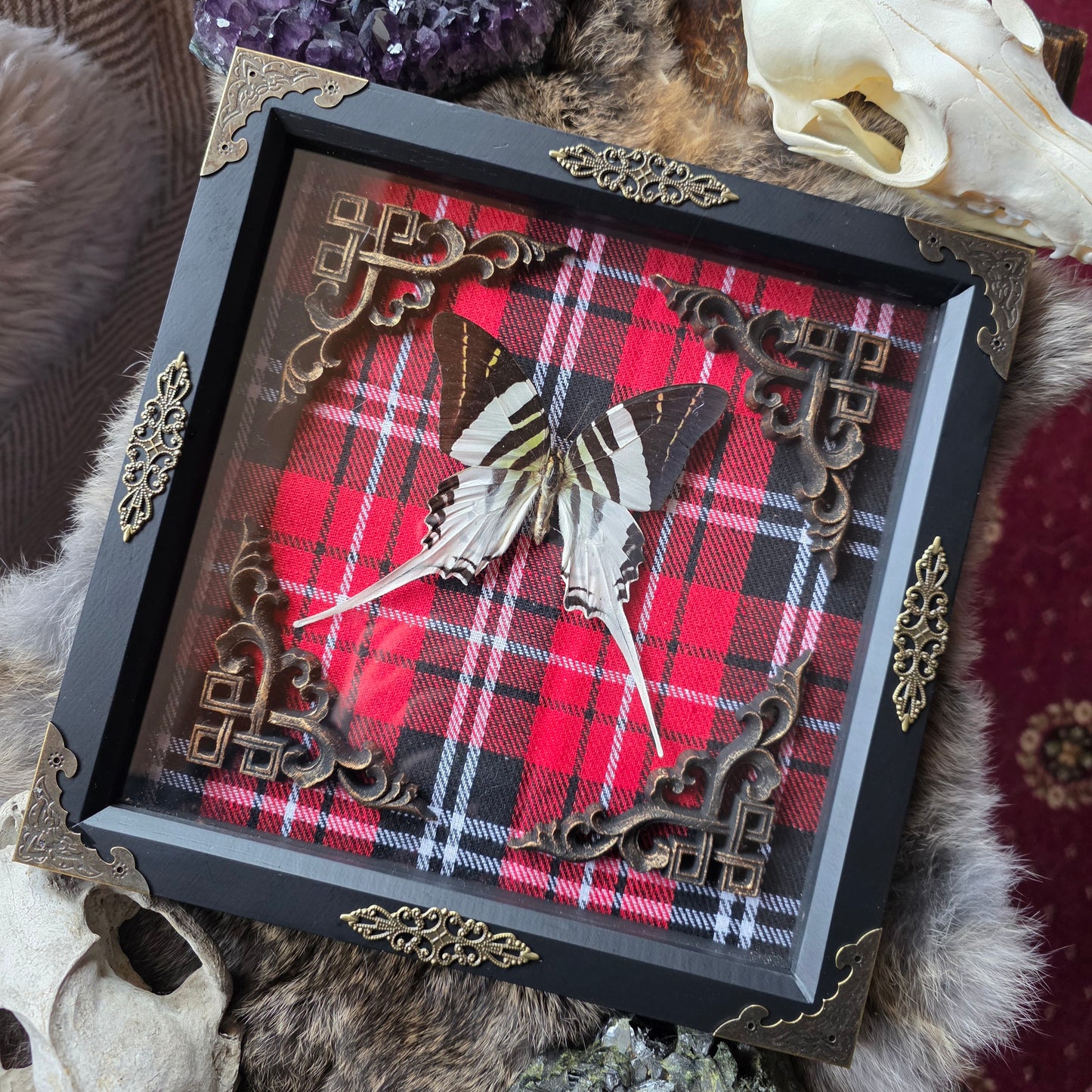 Giant Swordtail butterfly Frame