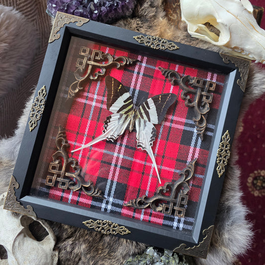 Giant Swordtail butterfly Frame