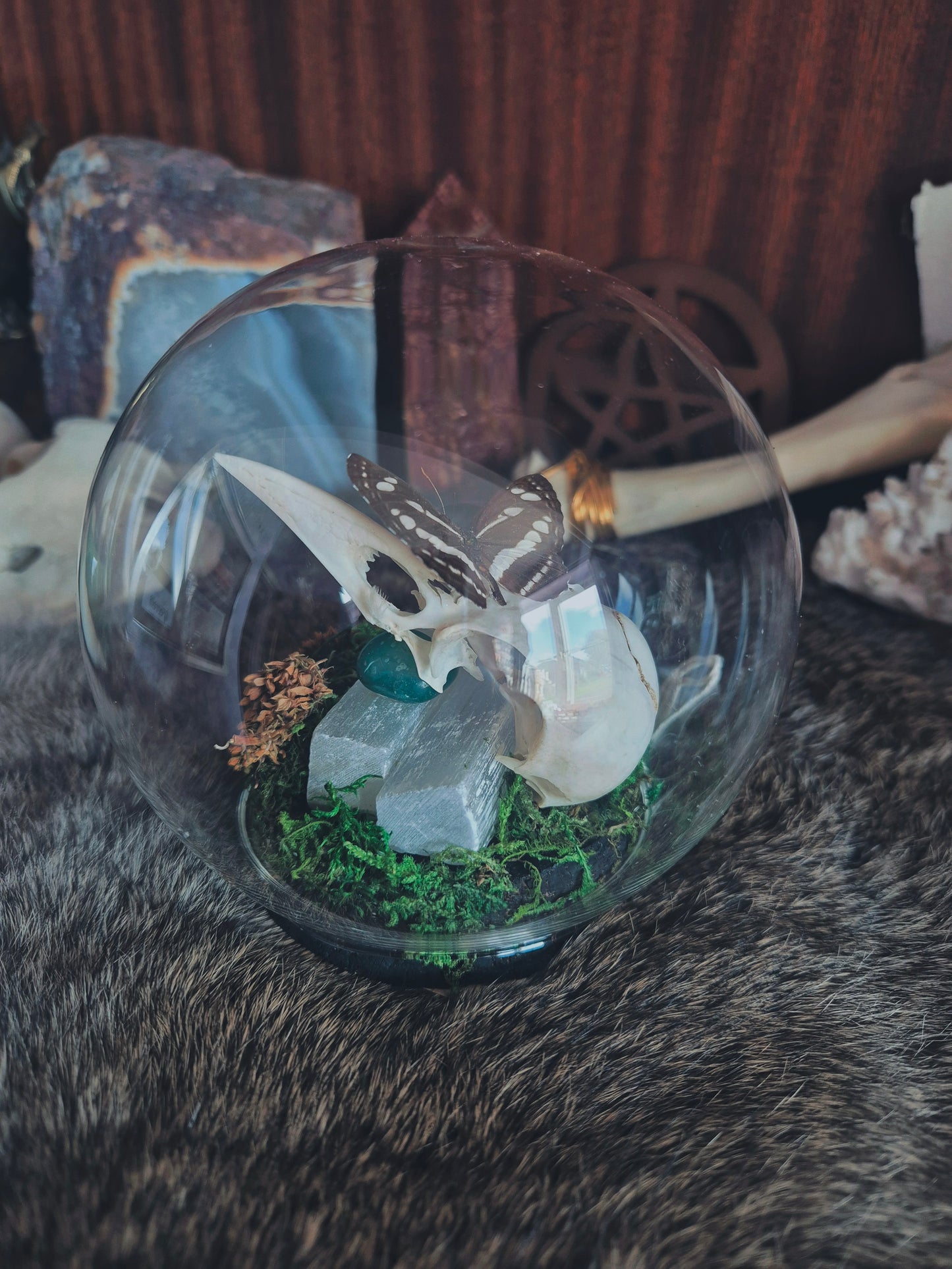 Crow Skull and Butterfly Dome