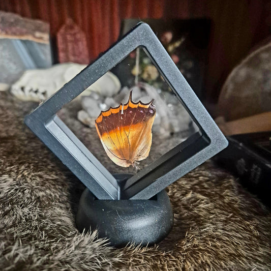 Butterfly Wing Frame