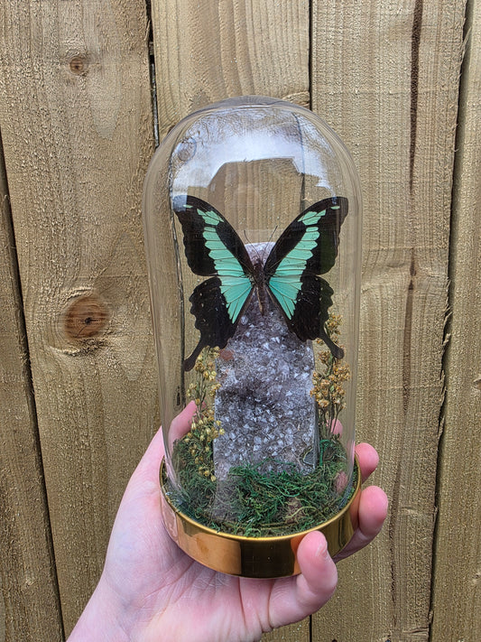 Apple- green swallowtail dome