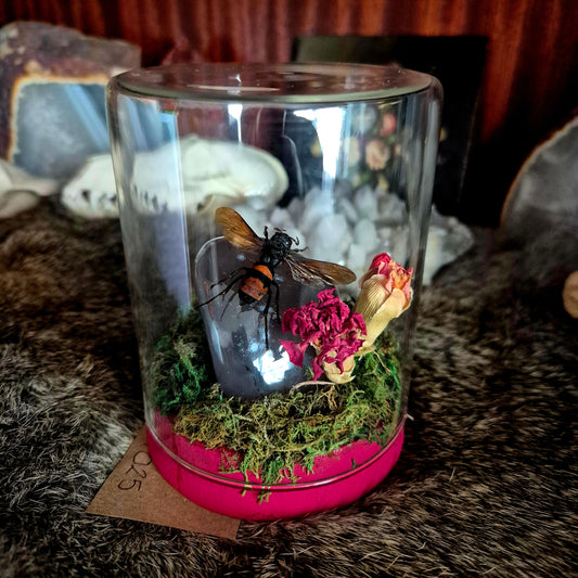 Wasp Jar