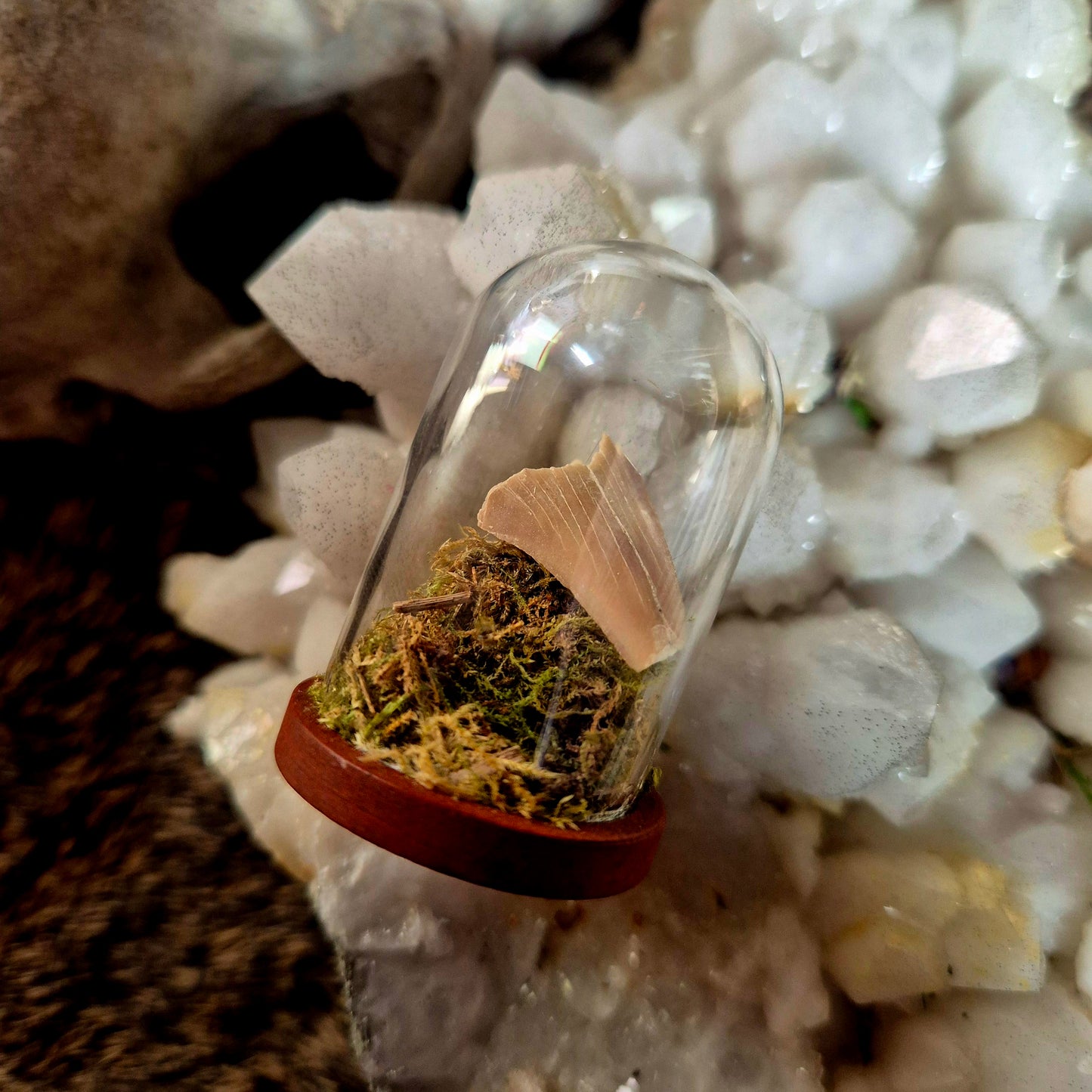 Shark Tooth Mini Dome