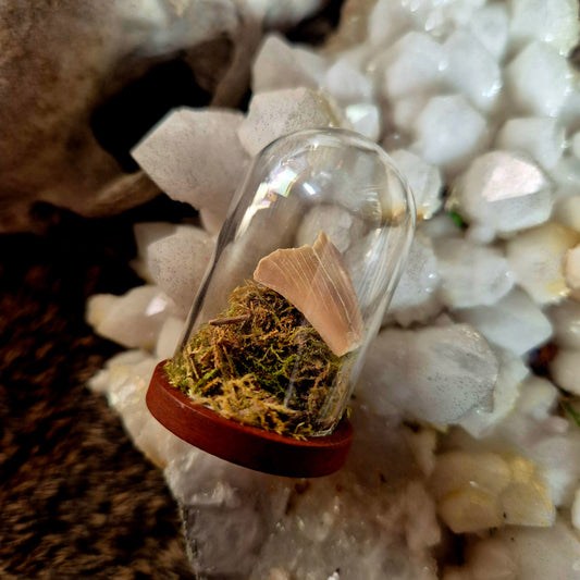 Shark Tooth Mini Dome