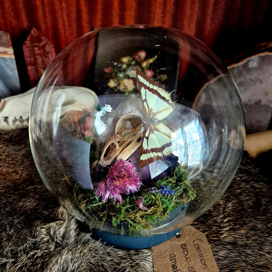 Crow Skull and Butterfly Bubble Dome