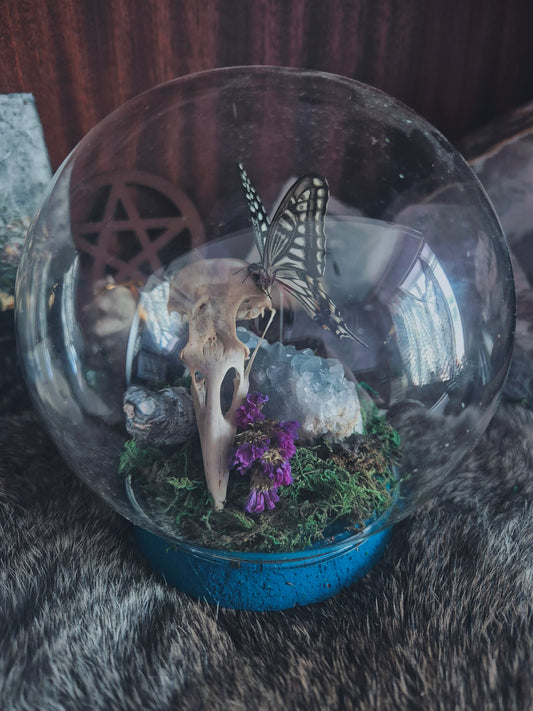 Crow Skull and Butterfly Dome
