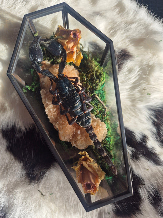 Scorpion Coffin
