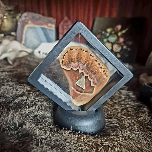 Butterfly Wing Frame