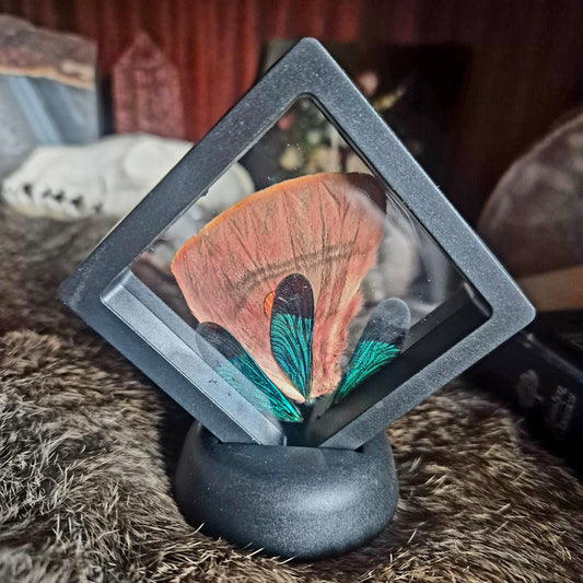 Butterfly Wing Frame