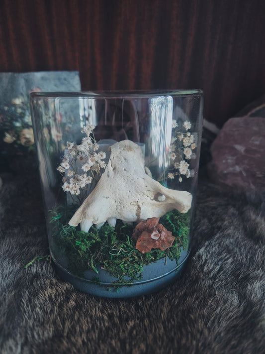 Seal Jaw Dome