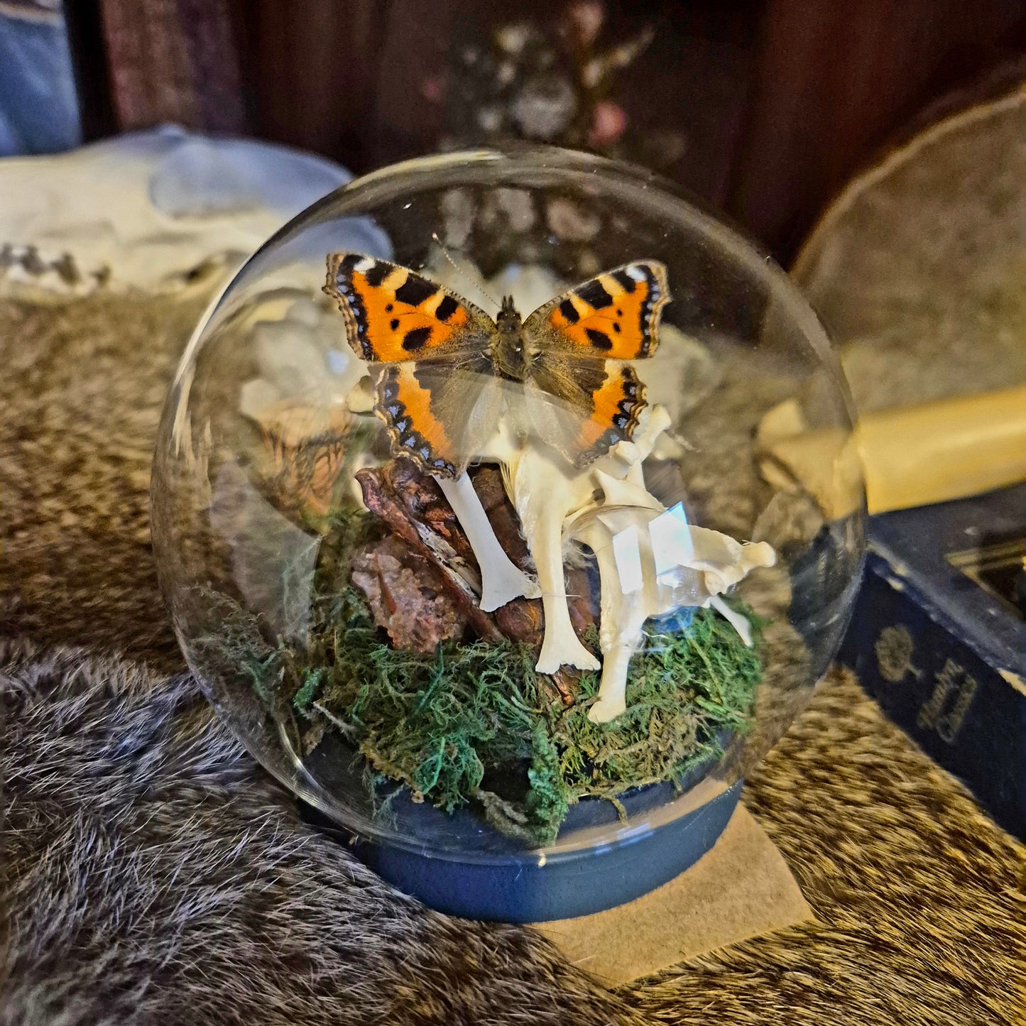 Tortoise Shell Bubble Dome