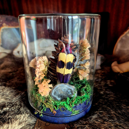 Chrysochroa Jewel Beetle Jar