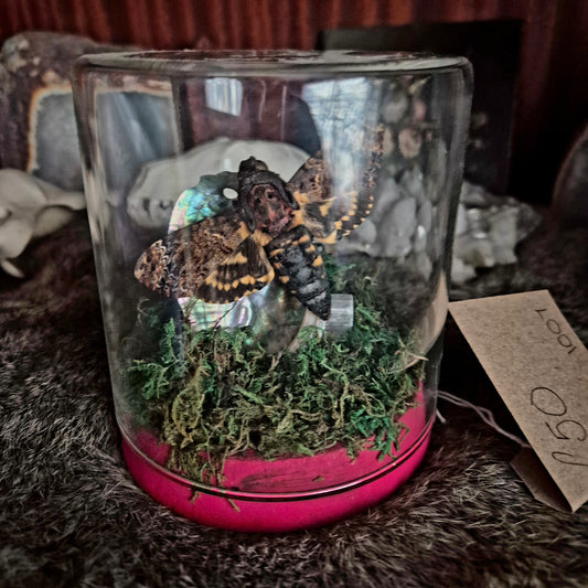 Death Head Jar