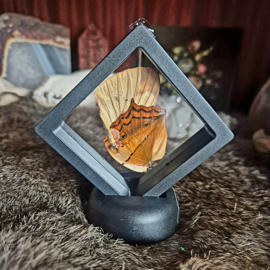 Butterfly Wing Frame