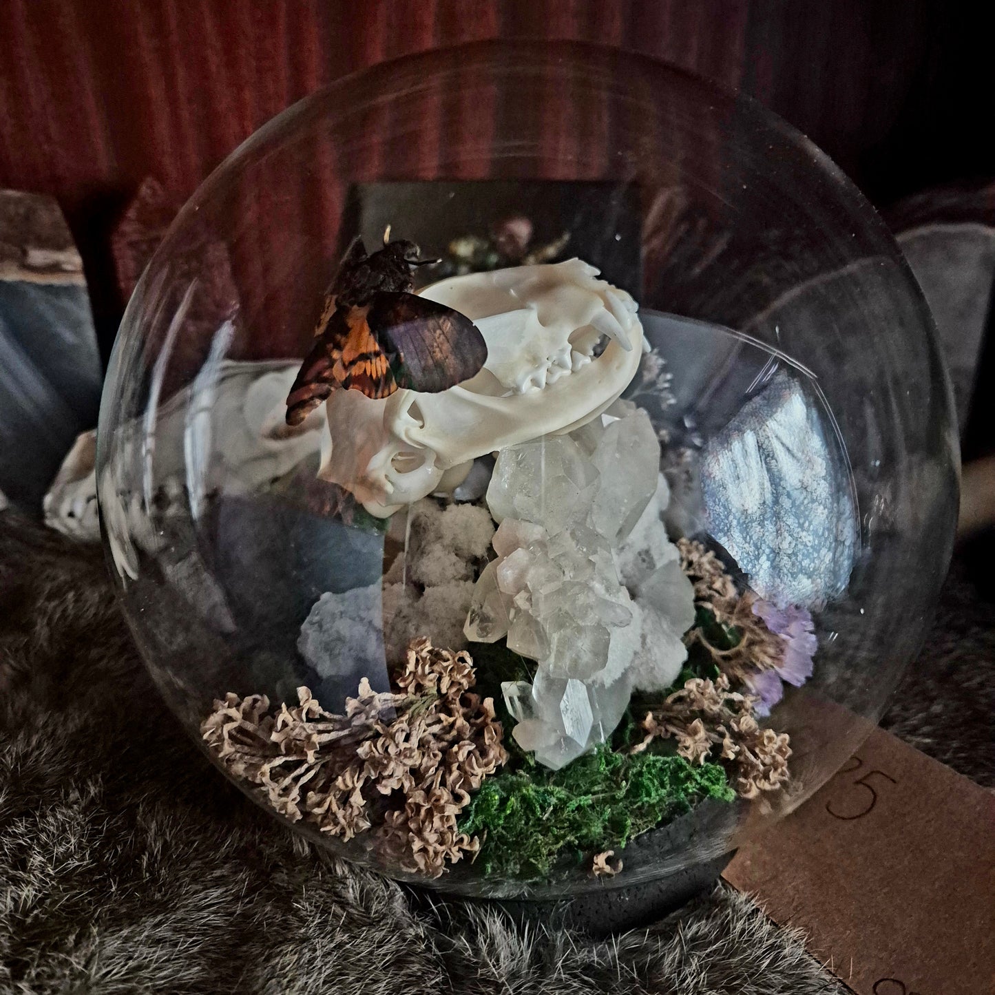 Cat Skull and Deathhead Moth Bubble Dome