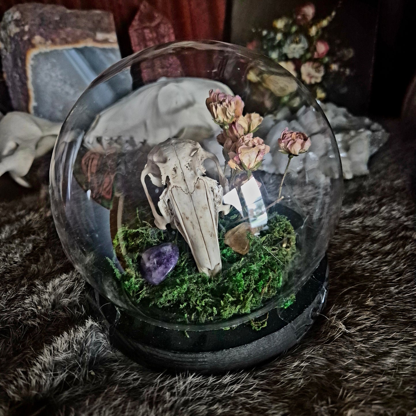 Rabbit Skull Bubble Dome