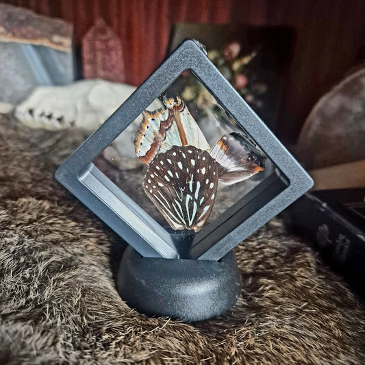 Butterfly Wing Frame