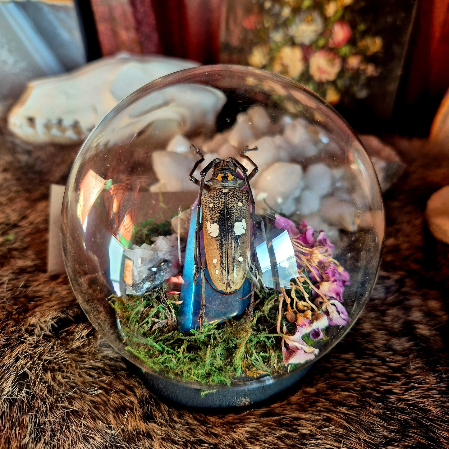 Longhorn Beetle Bubble Dome