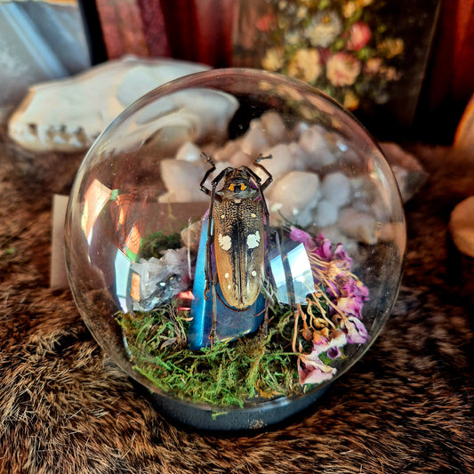 Longhorn Beetle Bubble Dome