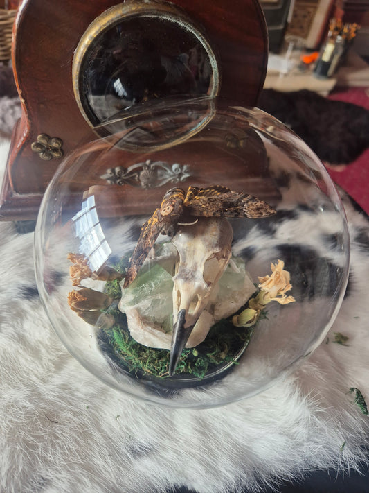 Crow Skull and Death Head Moth