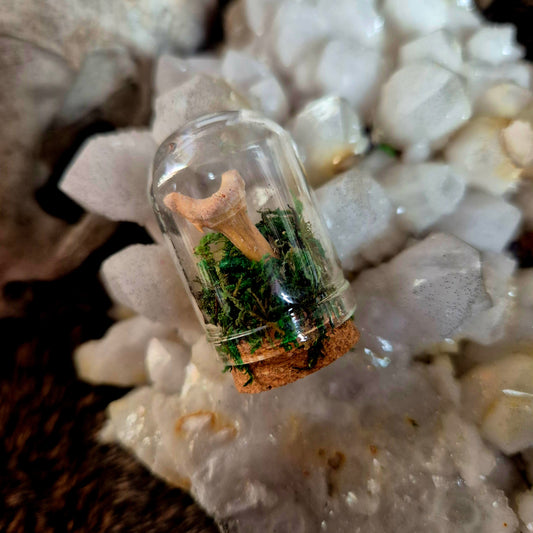Shark Tooth Mini Dome