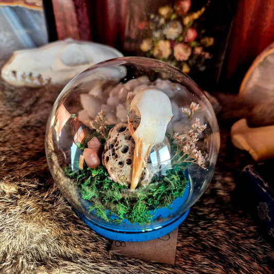 Pigeon Skull Bubble Dome