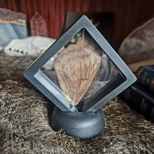 Butterfly Wing Frame