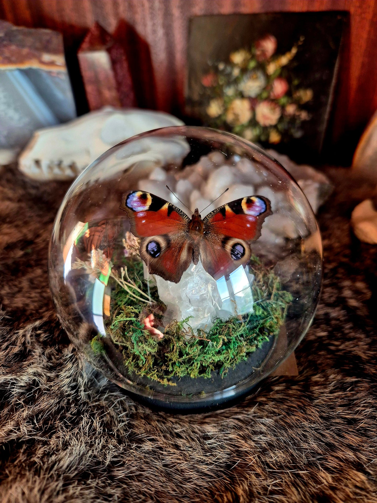 Peacock Butterfly Bubble Dome