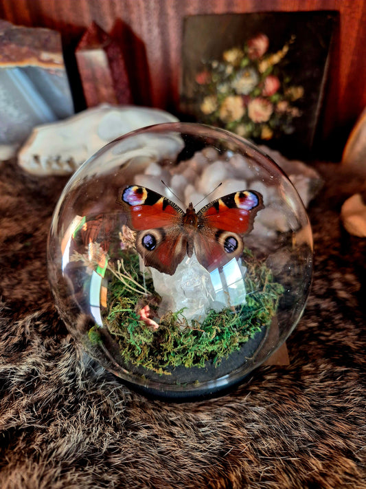 Peacock Butterfly Bubble Dome