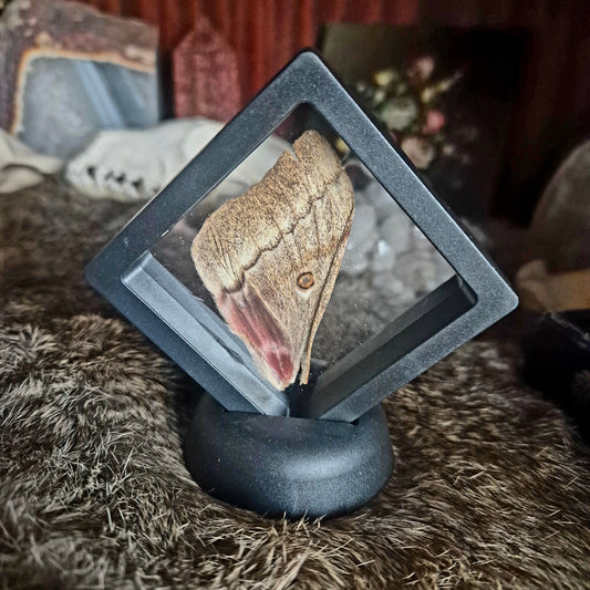 Butterfly Wing Frame